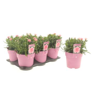 image OEILLET OSCAR PINK