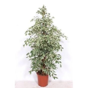 image FICUS TWILIGHT PYRAM