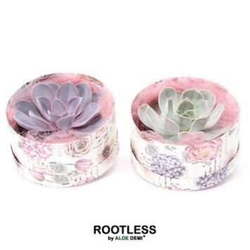 image COMPO ECHEVERIA BOITE CARTON