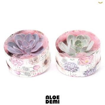 image COMPO ECHEVERIA BOITE CARTON