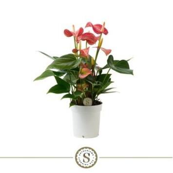 image ANTHURIUM ANDREANUM ROUGE