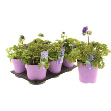 image ANEMONE ANIMO BLEUE