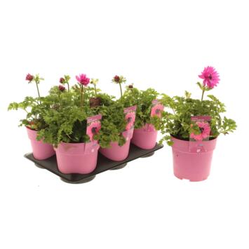 image ANEMONE ANIMO ROSE