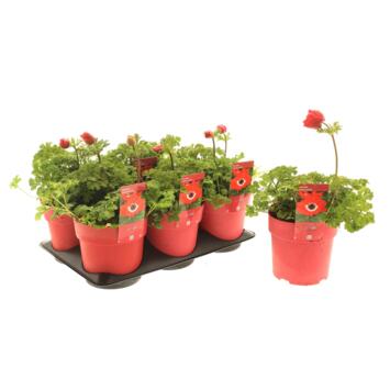image ANEMONE ANIMO SCARLET
