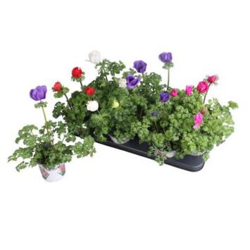 image ANEMONE HARMONY VARIEE