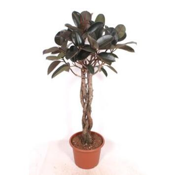 image FICUS ELASTICA BURGUNDY TRESSE