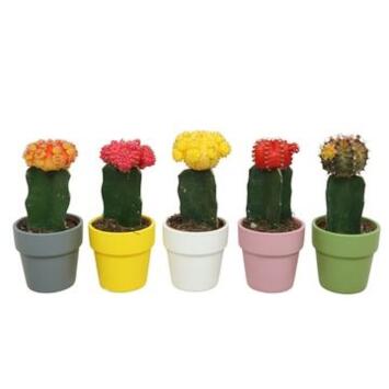 image CACTUS GREFFE P TERRE COLORE