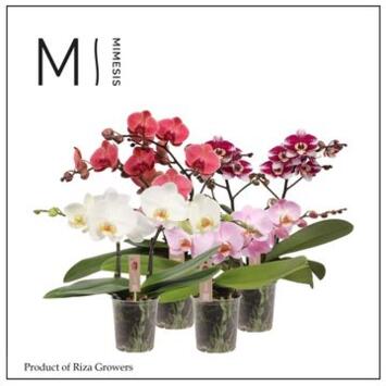 image PHALAENOPSIS 2BR SPIRIT VARIE
