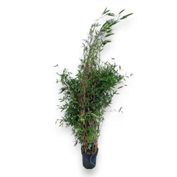 image BAMBOU FARGESIA GREAT WALL