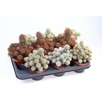 image CACTUS MAMMILLARIA ELONGATA