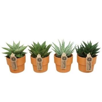 image ALOE P TERRE