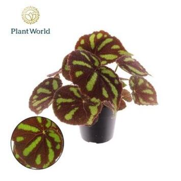 image BEGONIA MASONIANA