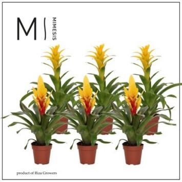 image BROMELIACEE JAUNE