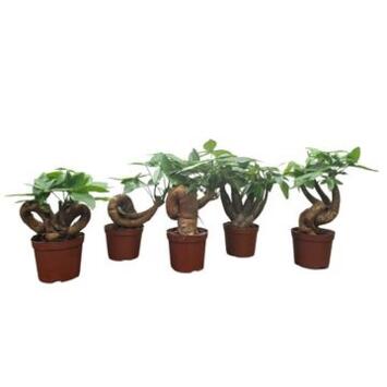 image PACHIRA BONSAI