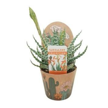 image ALOE HUMILIS P COVER