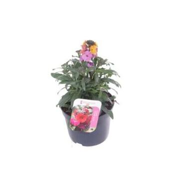 image ERYSIMUM RED JEP
