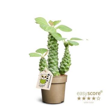 image EUPHORBIA RITCHIEI
