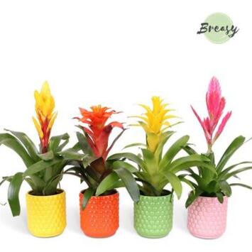 image BROMELIACEE VARIE CERAM