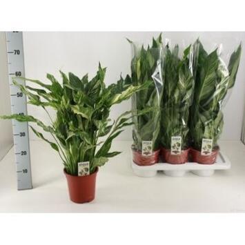 image SPATHIPHYLLUM DIAMOND PANACHE