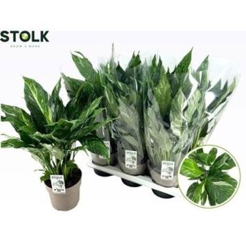 image SPATHIPHYLLUM DIAMOND PANACHE