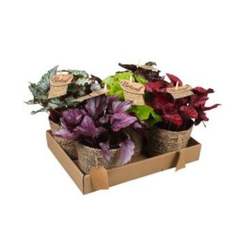 image BEGONIA REX VARIE VANNERIE