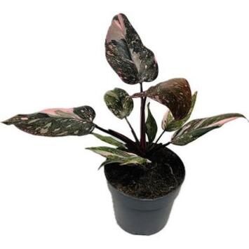 image PHILODENDRON PINK PRINCESS MARBLE