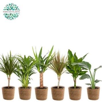 image PLANTE VERTE VARIEE VANNERIE