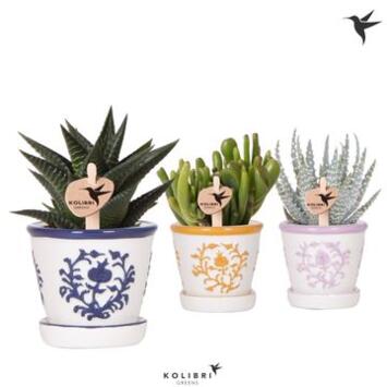 image SUCCULENTE VARIEE CERAM