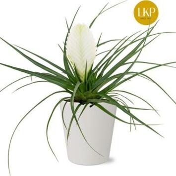 image TILLANDSIA CYANEA BIANCINI CERAM