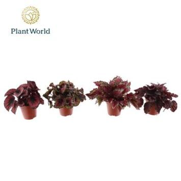 image BEGONIA REX VARIE