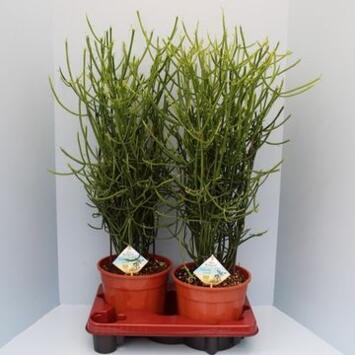 image EUPHORBIA TIRUCALLI