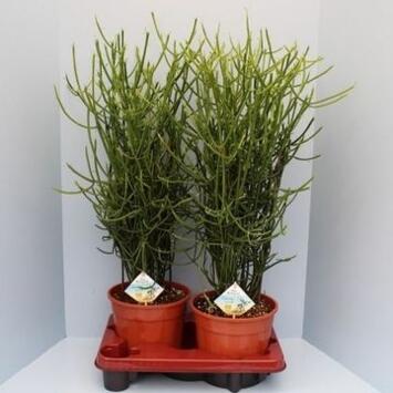 image EUPHORBIA TIRUCALLI