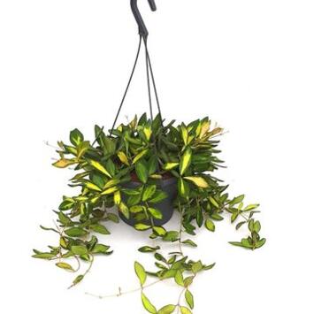 image HOYA BURTONIAE