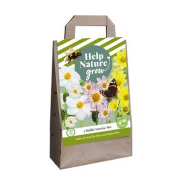 image BULBE DAHLIA SACHET