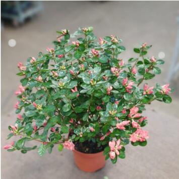 image AZALEE JAPONAISE REX