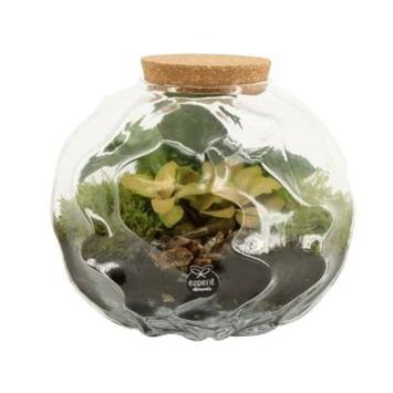 image COMPO 2 PLANTES BOULE VERRE