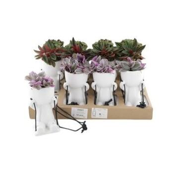 image PLANTE VERTE CERAM PERSONNAGE SUSP