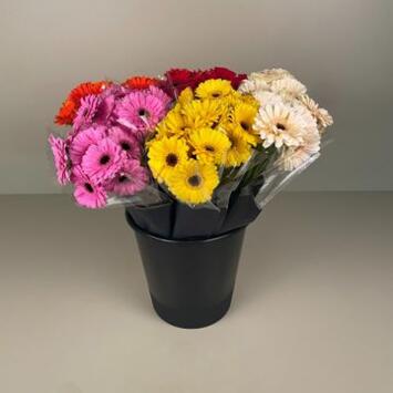 image BOUQUET GERMINI 7 TIGES