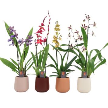 image ORCHIDEES VARIEES