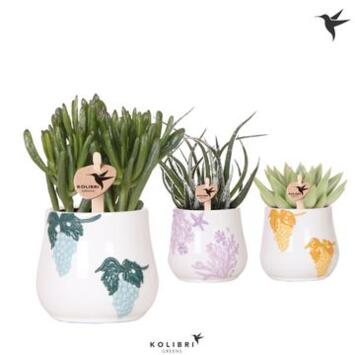 image SUCCULENTE VARIEE CERAM