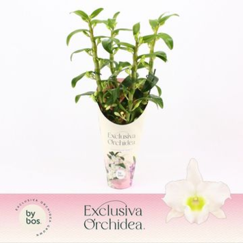 image DENDROBIUM 3BR NOBILE STAR CLASS