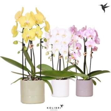 image PHALAENOPSIS 2BR CASCADE CERAM