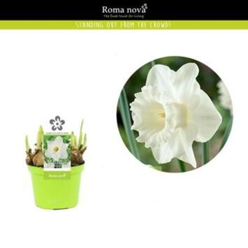 image NARCISSE GENEVE