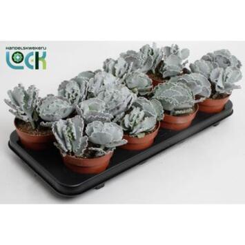 image COTYLEDON UNDULATA