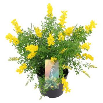 image CYTISUS RACEMOSUS SPACHIANA