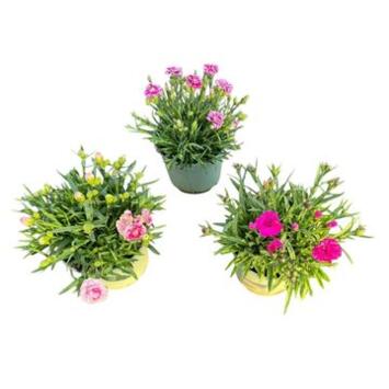 image OEILLET DES FLEURISTES