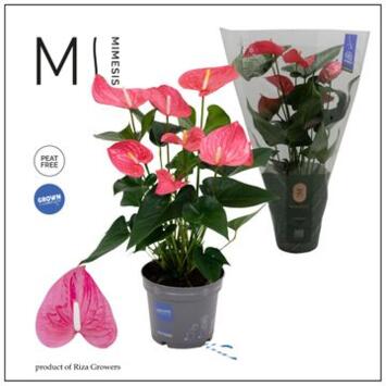 image ANTHURIUM ANDREANUM MAINE ROSE
