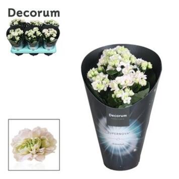 image KALANCHOE FL DBLE BLANC
