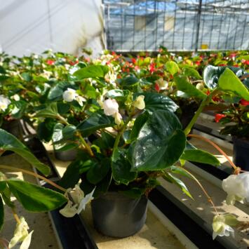 image BEGONIA DRAGON WING BLANC