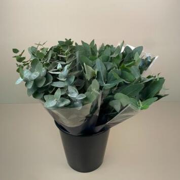 image BOUQUET EUCALYPTUS 10 TIGES